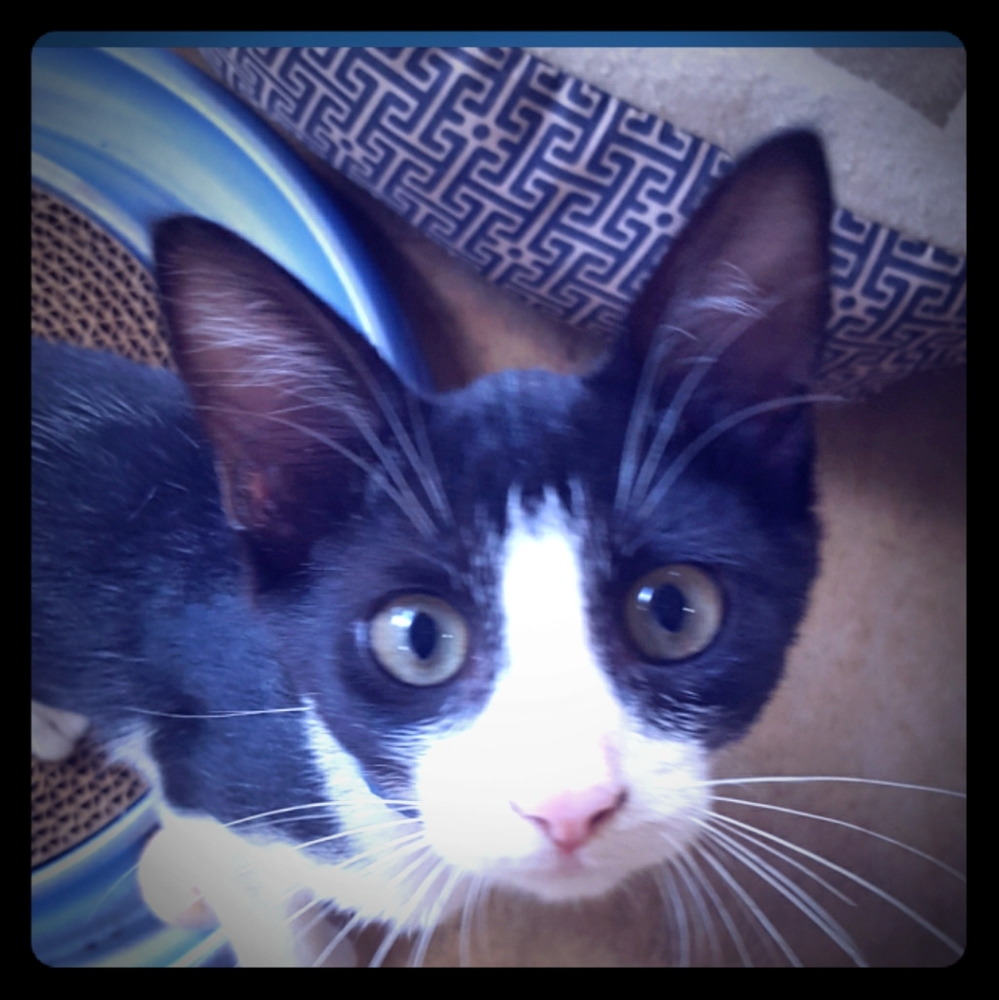 Meet your Posher, Tonya